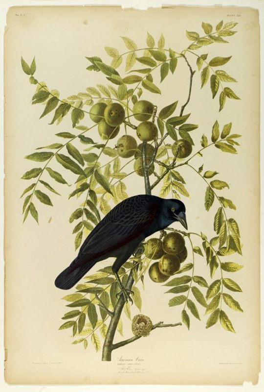 american crow